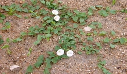 Bindweed